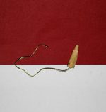 تامپون بند آورنده خونریزی بینی اپی سل کیتوتک - Image 2