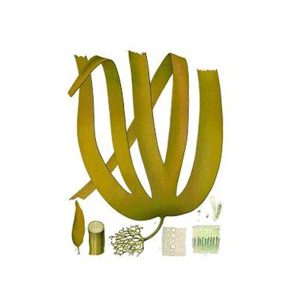 پانسمان آلژینات سدیم کلسیم کلتوستات کانواتک