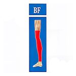 جوراب واریس بدون کفی مدل BF (مچ پا تا بالای زانو) برند سگال مد - Image 2